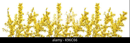 Zweige der Forsythia mit gelben Blumen auf einem weißen Hintergrund. Wunderschön blühenden Forsythia im frühen Frühling. Stockfoto