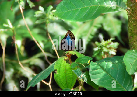 Blaue Morpho Butterfly ist auf die tropischen Pflanzen im Regenwald in Costa Rica thront. Mit geschlossenen Flügeln seine blaue Schillern camoflauged wird durch ein Stockfoto