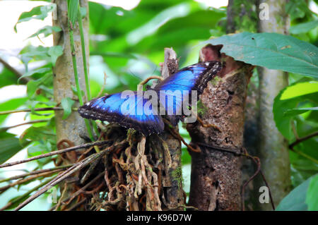 Blaue Morpho Butterfly breitet seine Flügel auf Laub in einem tropischen Regenwald in Costa Rica. Stockfoto