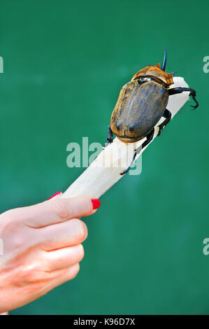 Frisches Zuckerrohr wird von einem Nashorn Käfer konsumiert. Woman's Hand hält Zuckerrohr und zeigt Größe Vergleich der riesigen Insekt. Stockfoto