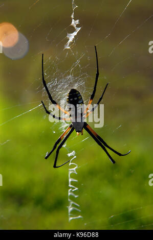 Argiope, ein Orb Web spider, sitzt auf seinem großen Web. Hintergrundbeleuchtung, seine Beine schauen almsot transparent. Stockfoto