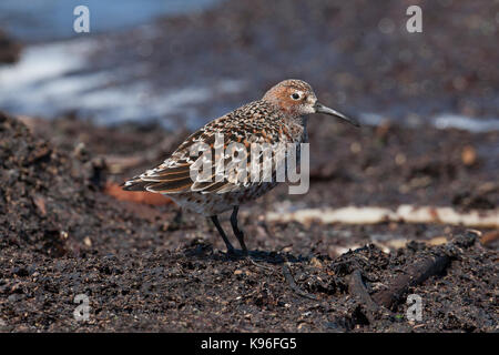 Curlew Sandpiper (Calidris ferruginea) Erwachsene im Sommer Gefieder, Shetlandinseln, Schottland, UK Stockfoto