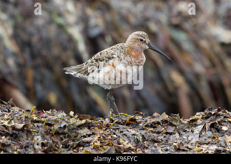 Curlew Sandpiper (Calidris ferruginea) Erwachsene im Sommer Gefieder, Shetlandinseln, Schottland, UK Stockfoto