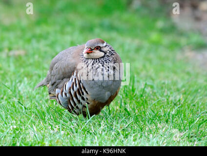 Ein rot-legged Partridge (alectoris Rufa) Ernährung in einem Bereich, in den frühen Morgenstunden Stockfoto