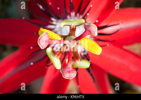 Scarlet Passionsblume (Passiflora Miniata) schließen. September 2009. Hopkins Creek. New South Wales. Australien. Stockfoto