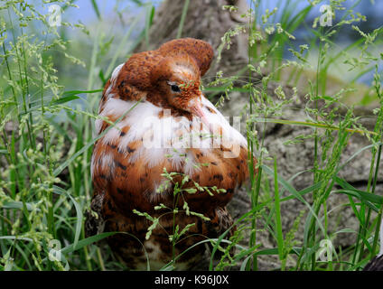 Ein männlicher Kampfläufer (Philomachus pugnax) in Zucht Gefieder Stockfoto