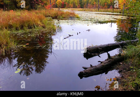 Feuchtgebiete in der Nähe von Canterbury - New Hampshire Stockfoto