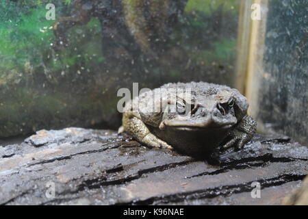 Tiere Stockfoto