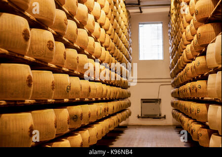 Ganze Parmigiano-Reggiano-Käse sitzen auf den Regalen während des Alterungsprozesses Stockfoto