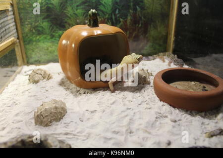 Tiere Stockfoto