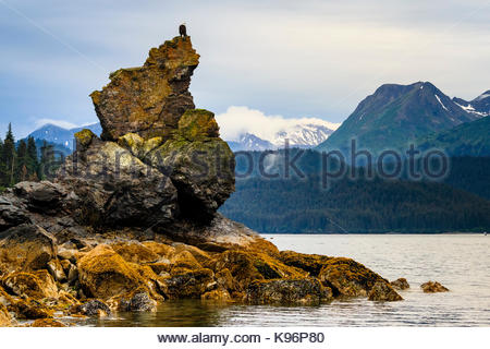 Der Weißkopfseeadler, Haliaeetus leucocephalus, auf Rock Pinnacle in die Kachemak Bucht thront. Stockfoto