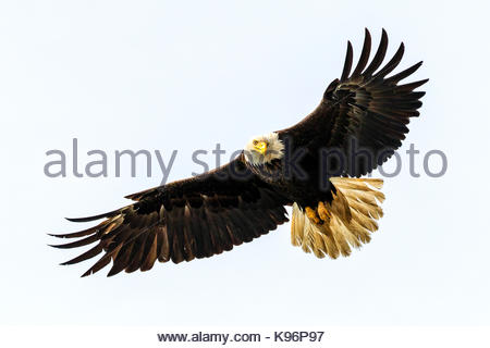 Weißkopfseeadler Haliaeetus leucocephalus, Angeln, die entlang der Küste im Cook Inlet, Alaska. Stockfoto