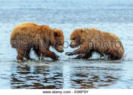 Küsten Braunbären, Ursus arctos, Graben und essen Muscheln an Sliver Salmon Creek in Lake Clark National Park, Alaska. Stockfoto