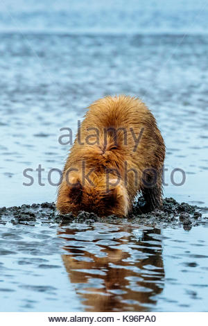 Küsten Braunbären, Ursus arctos, Graben und essen Muscheln an Sliver Salmon Creek in Lake Clark National Park, Alaska. Stockfoto