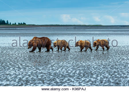 Küsten Braunbären, Ursus arctos, wandern über das Wattenmeer nach Graben und essen Muscheln an Sliver Salmon Creek in Lake Clark National Park, Alaska. Stockfoto