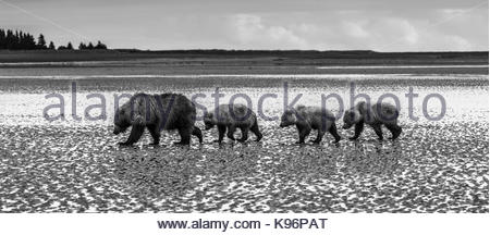 Küsten Braunbären, Ursus arctos, wandern über das Wattenmeer nach Graben und essen Muscheln an Sliver Salmon Creek in Lake Clark National Park, Alaska. Stockfoto