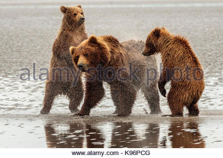 Küsten Braunbär, Ursus arctos, Familie an Sliver Salmon Creek in Lake Clark National Park, Alaska. Stockfoto