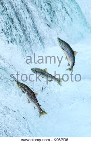 Braunbären Fischen für sockeye Lachse unter Brooks Falls. Stockfoto