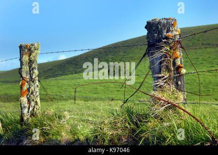 Upcountry Zaun auf der grossen Insel von Hawaii ist mit Flechten und Moosen bewachsen. Stacheldraht umgeben die Kohala Mountain Ranch Land. Stockfoto