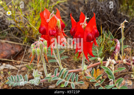 Sturt's Desert Pea Blume mit Ruby Red Centre statt der üblichen Schwarz. Stockfoto