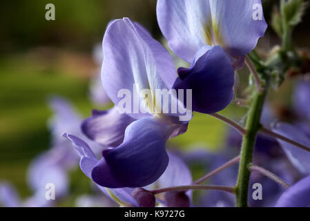 Closeup offlower Chinesische Glyzine (Wisteria sinensis) einen Strog klettern Werks für die Herstellung von Massen von lila Blumen im Frühling. Stockfoto