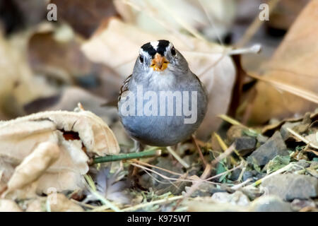 Die White-Crowned Sparrow Singen auf dem Boden im Herbst Stockfoto