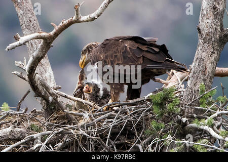 Junger Weißkopfseeadler Mutter füttern Babys im Nest Stockfoto