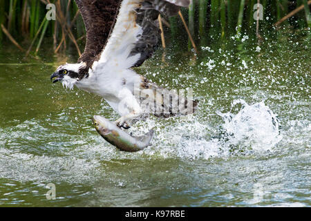 Fischadler Fische fangen Stockfoto