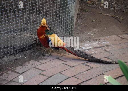 Goldfasan Stockfoto