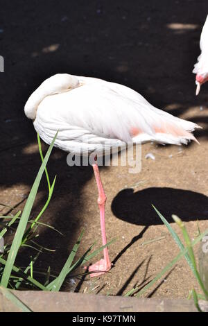 Rosa Flamingo Stockfoto