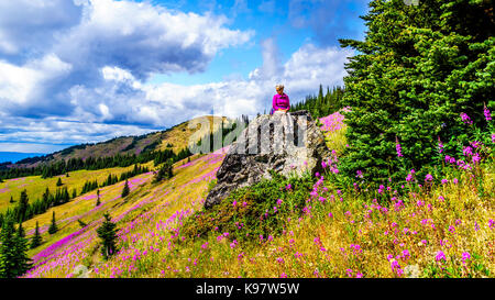 Ältere Frau sitzt auf einem großen Felsen in der hochalpinen von pink Fireweed Blumen umgeben, während einer Wanderung zum Berg Tod in Zentral British Columbia Stockfoto