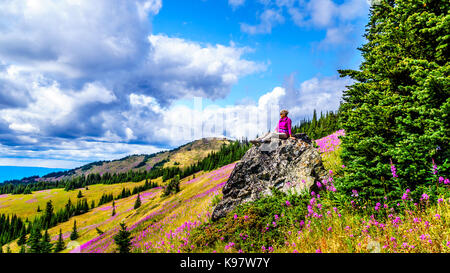 Ältere Frau sitzt auf einem großen Felsen in der hochalpinen von pink Fireweed Blumen umgeben, während einer Wanderung zum Berg Tod in Zentral British Columbia Stockfoto