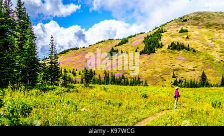 Ältere Frau auf einem Wanderweg in Almen in rosa Fireweed Blumen während einer Wanderung zum Berg Tod bedeckt, in der nähe von Sun Peaks in Britisch-Kolumbien Stockfoto