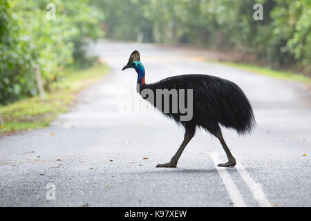 Southern Cassowary (Casuarius casuarius) Überqueren einer Straße im Daintree National Park, Queensland Stockfoto