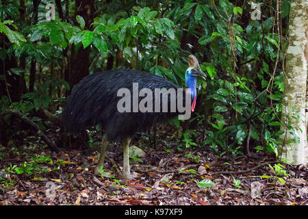 Southern Cassowary (Casuarius casuarius), Daintree National Park, Queensland Stockfoto