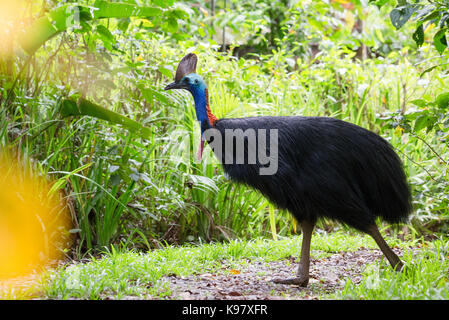 Southern Cassowary (Casuarius casuarius), Daintree National Park, Queensland Stockfoto