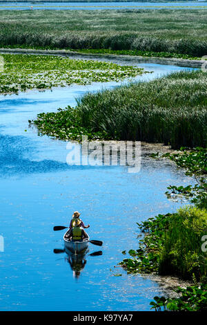 Ein Paar, das an einem Sommertag im Point Pelee National Park, Feuchtgebiet, Leamington, Ontario, Kanada, mit einem Kanu rudert. Stockfoto