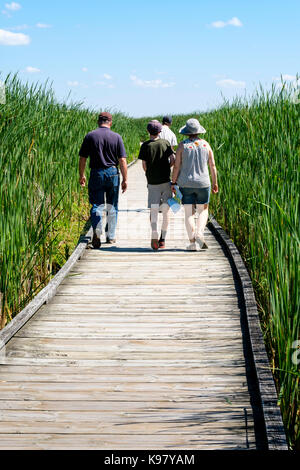 Familienspaziergang auf der Point Pelee National Park Promenade, umgeben von Sumpfgras, Kattails (Typha latifolia), Leamington, Ontario, Kanada. Stockfoto