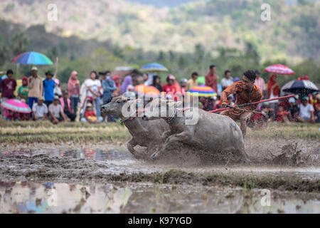 Barat Jereweh, Sumbawa, Indonesien - 10. September 2017: Lokale buffalo Race Bewerb auf der Insel Sumbawa, Indonesien am 10. September 2017 abgehalten. Stockfoto