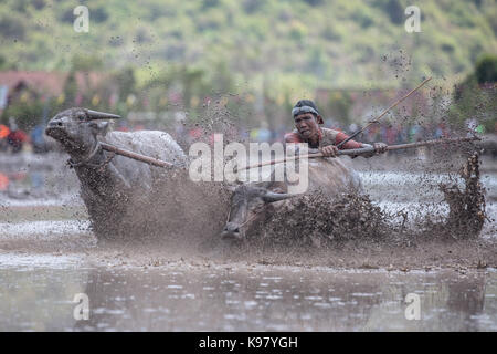 Barat Jereweh, Sumbawa, Indonesien - 10. September 2017: Lokale buffalo Race Bewerb auf der Insel Sumbawa, Indonesien am 10. September 2017 abgehalten. Stockfoto