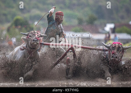 Barat Jereweh, Sumbawa, Indonesien - 10. September 2017: Lokale buffalo Race Bewerb auf der Insel Sumbawa, Indonesien am 10. September 2017 abgehalten. Stockfoto