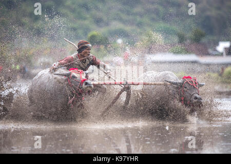 Barat Jereweh, Sumbawa, Indonesien - 10. September 2017: Lokale buffalo Race Bewerb auf der Insel Sumbawa, Indonesien am 10. September 2017 abgehalten. Stockfoto