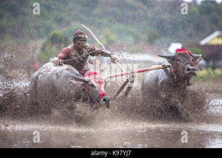 Barat Jereweh, Sumbawa, Indonesien - 10. September 2017: Lokale buffalo Race Bewerb auf der Insel Sumbawa, Indonesien am 10. September 2017 abgehalten. Stockfoto