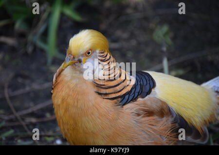 Goldfasan Stockfoto