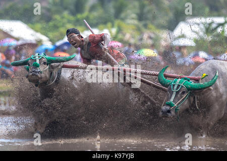 Barat Jereweh, Sumbawa, Indonesien - 10. September 2017: Lokale buffalo Race Bewerb auf der Insel Sumbawa, Indonesien am 10. September 2017 abgehalten. Stockfoto