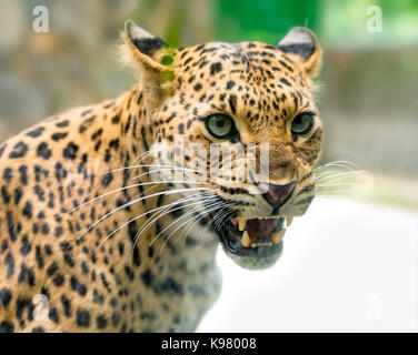 Porträt von Leopardenabdrücken, die wütend in der Natur sind. Es handelt sich um ein Tier aus der Familie der Katzen, das in der Natur erhalten werden muss Stockfoto