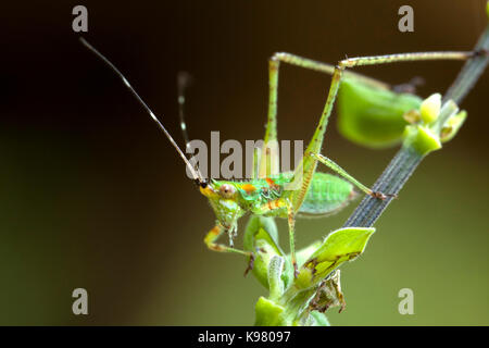 Katydid Nymphe, aka Bush Cricket, lange-horned Grasshopper (tettigoniidae) - USA Stockfoto