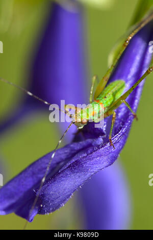 Katydid Nymphe, aka Bush Cricket, lange-horned Grasshopper (tettigoniidae) - USA Stockfoto