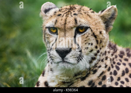 Gepard sieht intensiv aus Stockfoto