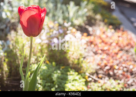 Nahaufnahme von Tulpe Blume blühen im Freien Stockfoto